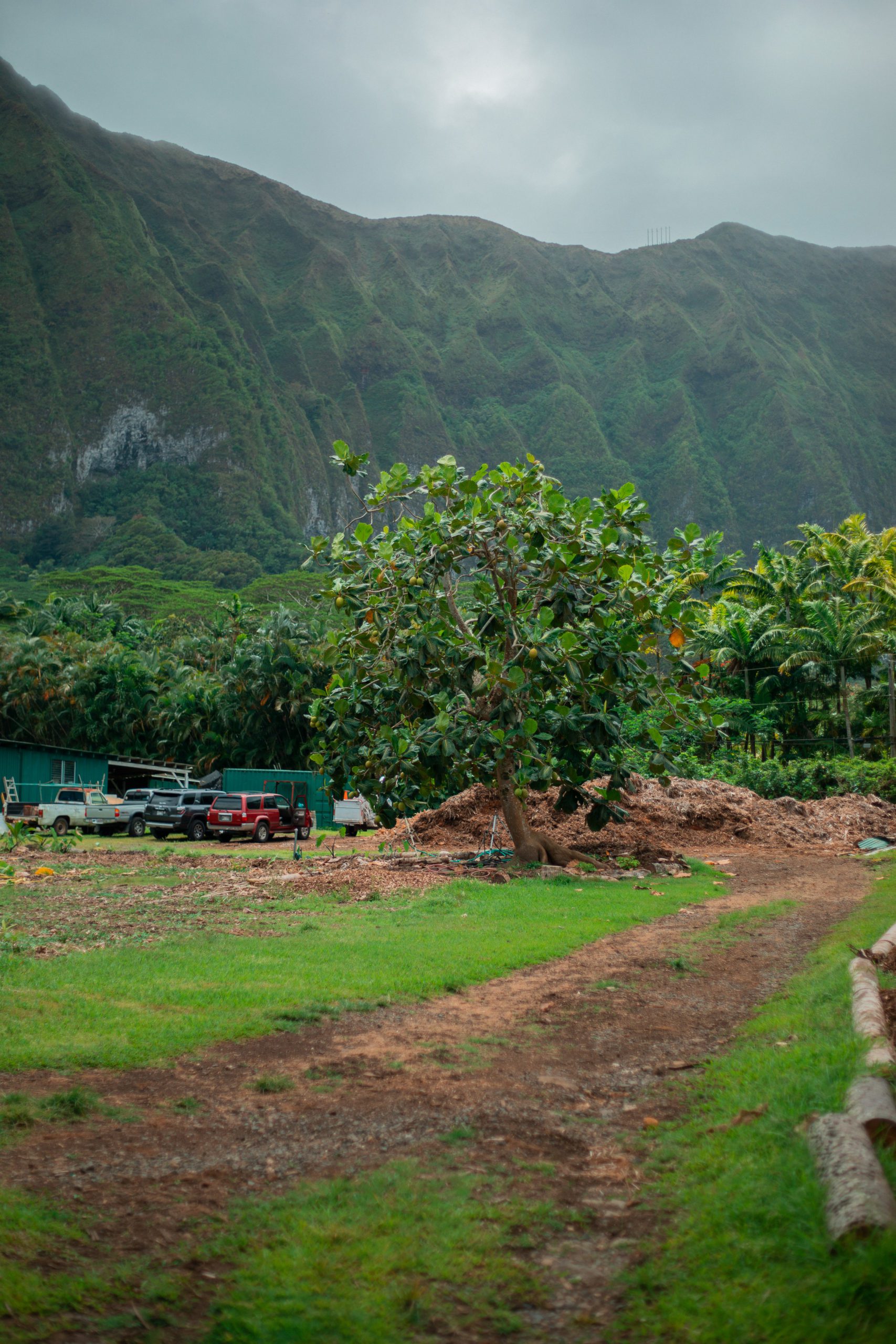 Jackfruit tree, mountain in background.